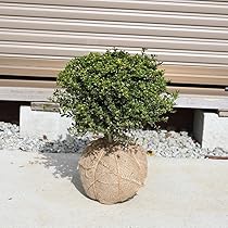 キンメツゲ　仕立て　金芽柘植　スタンド　玄関　玉仕立て　14 楽天市場】玉仕立て金芽ツゲ苗きんめつげ 高さ30センチ前後金芽